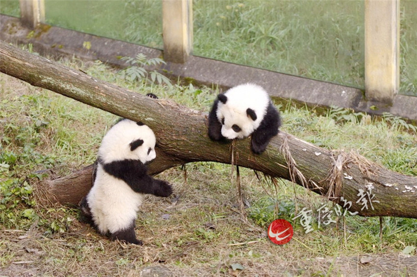 Panda-Zwillinge debütieren in Chongqing