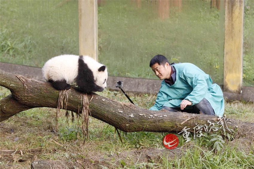 Panda-Zwillinge debütieren in Chongqing