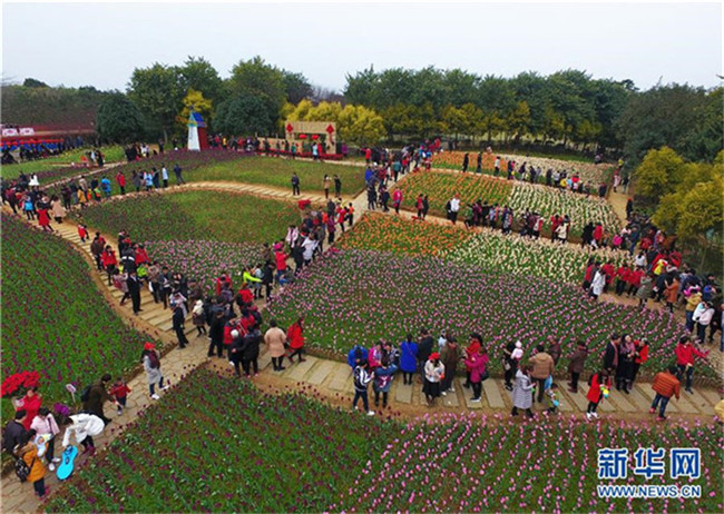 Frühlingsfest: 150000 Tulpen in Guangxi