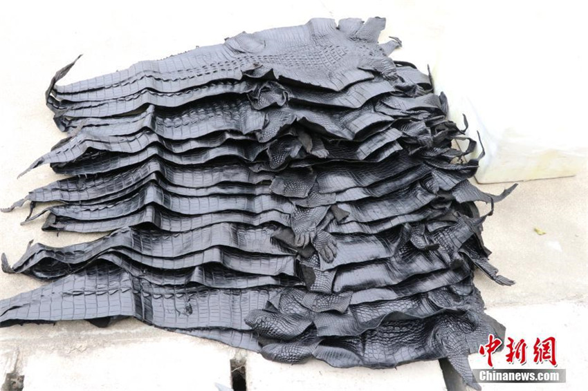1.609 Krokodilh?ute in Guangxi beschlagnahmt