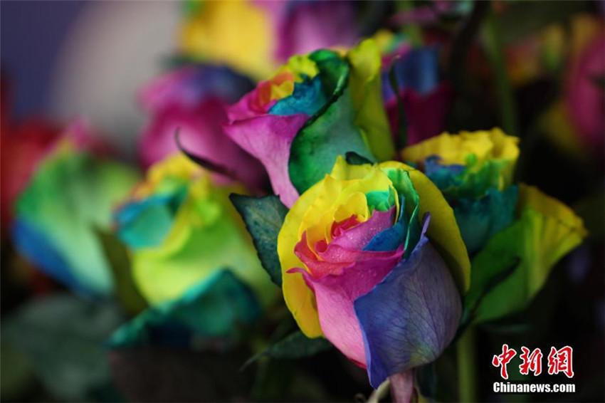 Rosenausstellung in Gansu 