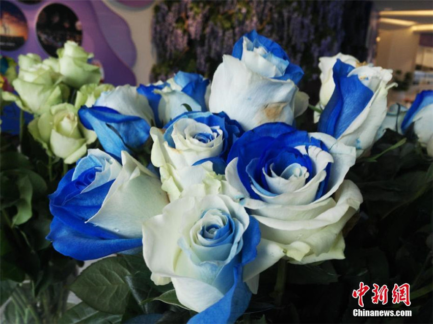 Rosenausstellung in Gansu 