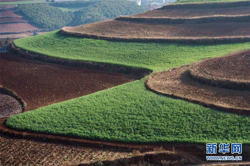 Yunnans ?Rote Erde“