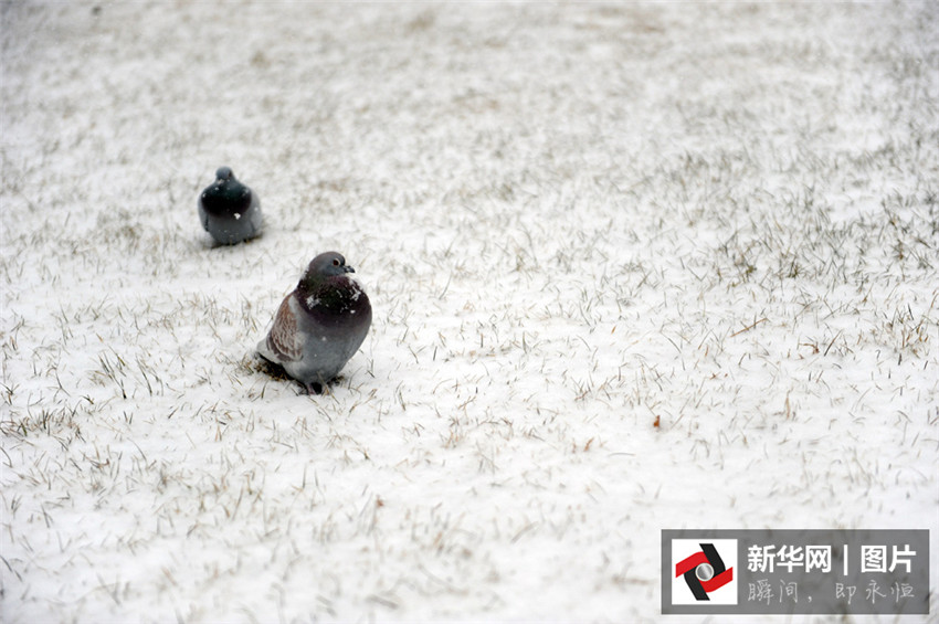 Beijing begrü?t ersten Schnee des Jahres