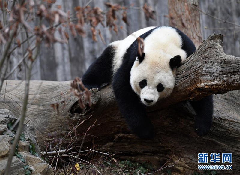 In den USA geborener Panda kehrt nach China zurück