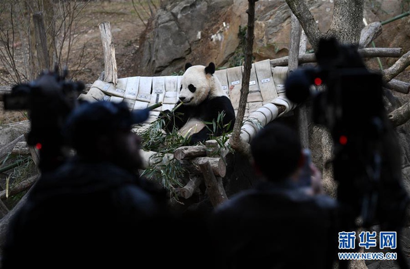 In den USA geborener Panda kehrt nach China zurück