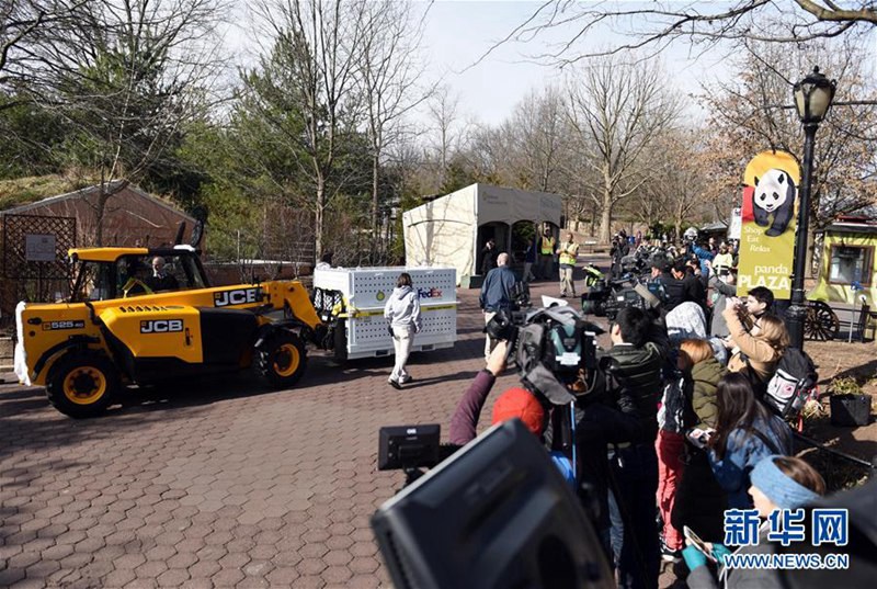 In den USA geborener Panda kehrt nach China zurück