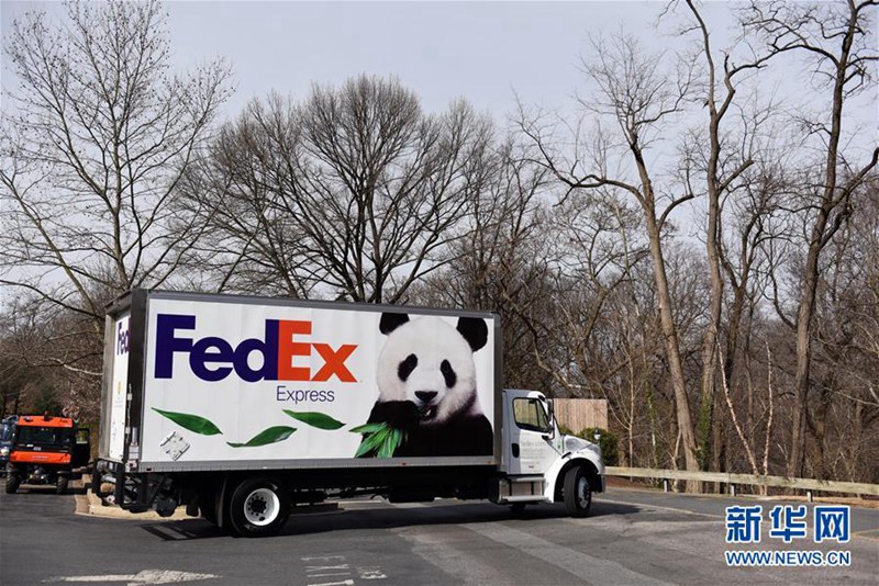 In den USA geborener Panda kehrt nach China zurück