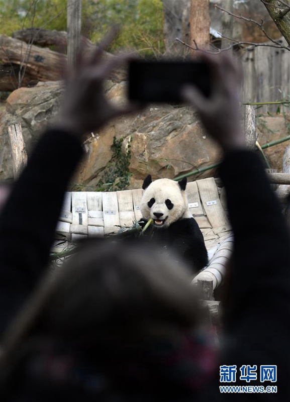 In den USA geborener Panda kehrt nach China zurück