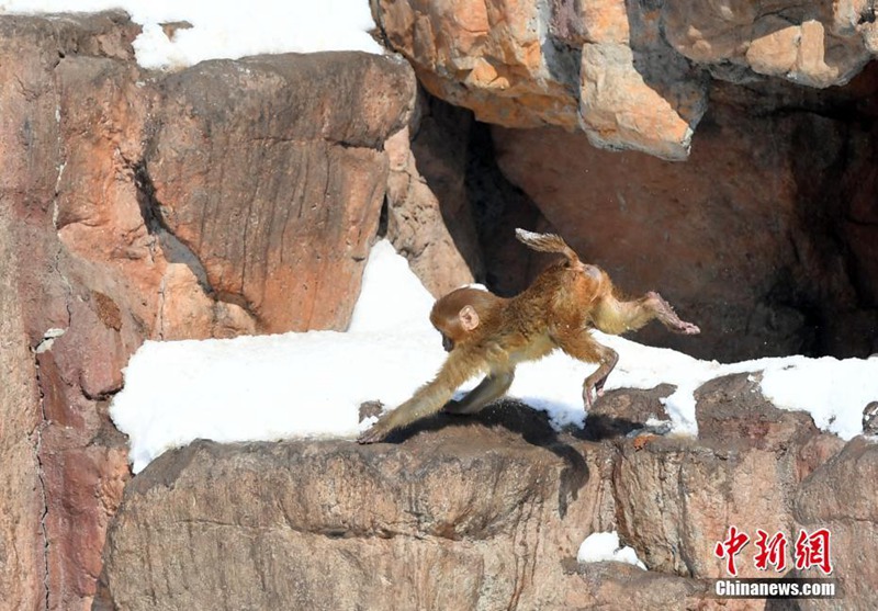 Changchuns Zootiere genie?en den Schnee