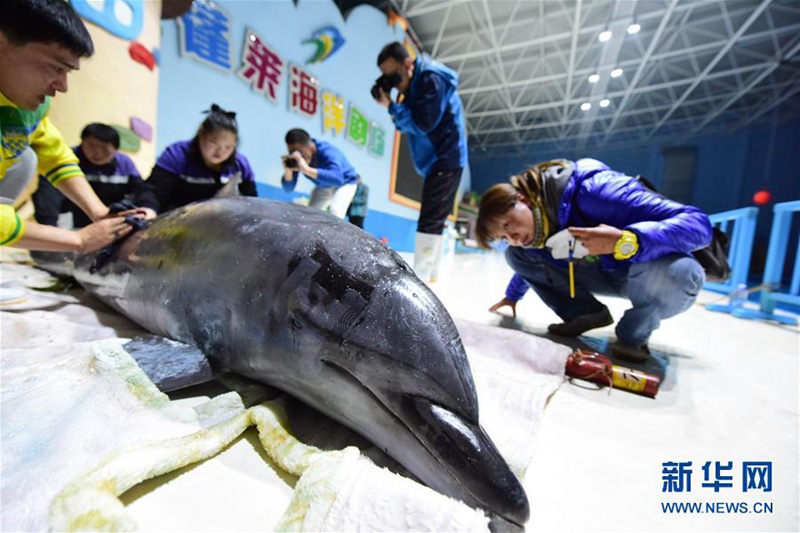 10 Delfine ?landen“ in Yantai 