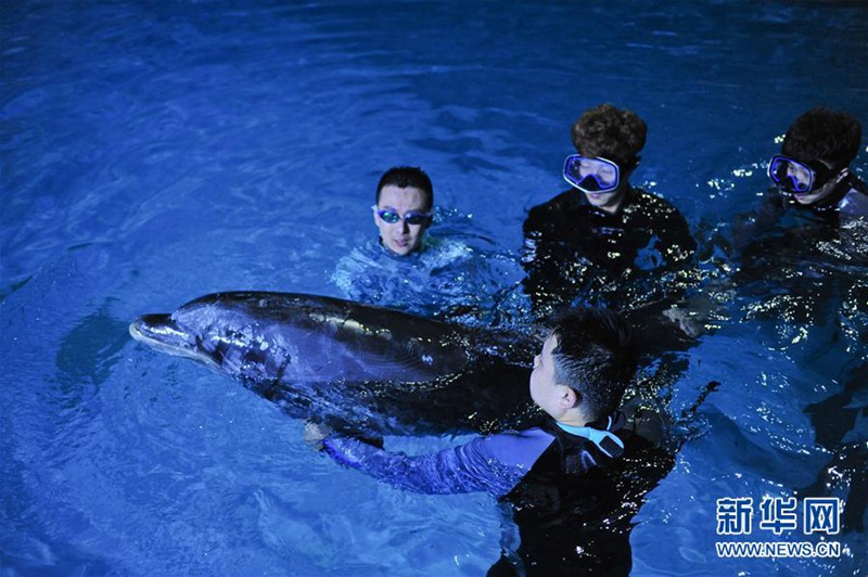 10 Delfine ?landen“ in Yantai 