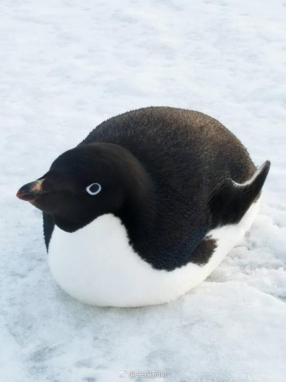 Landschaft rund um die chinesische Antarktisstation Zhongshan