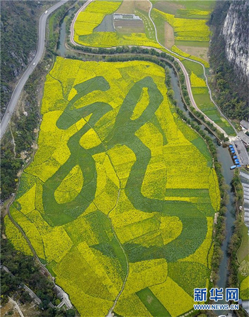 Der Drache im Rapsblumenmeer