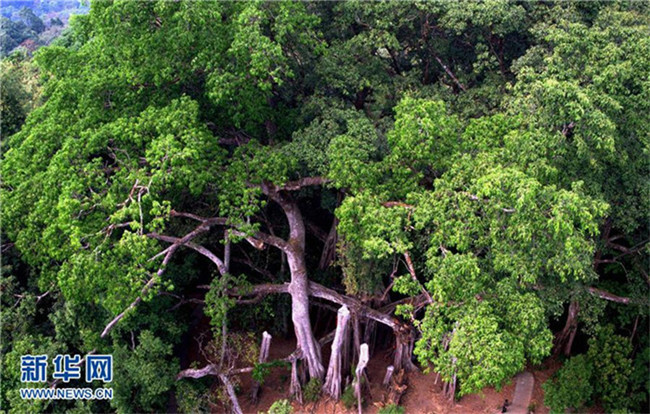 Ein Wald mit einem Baum