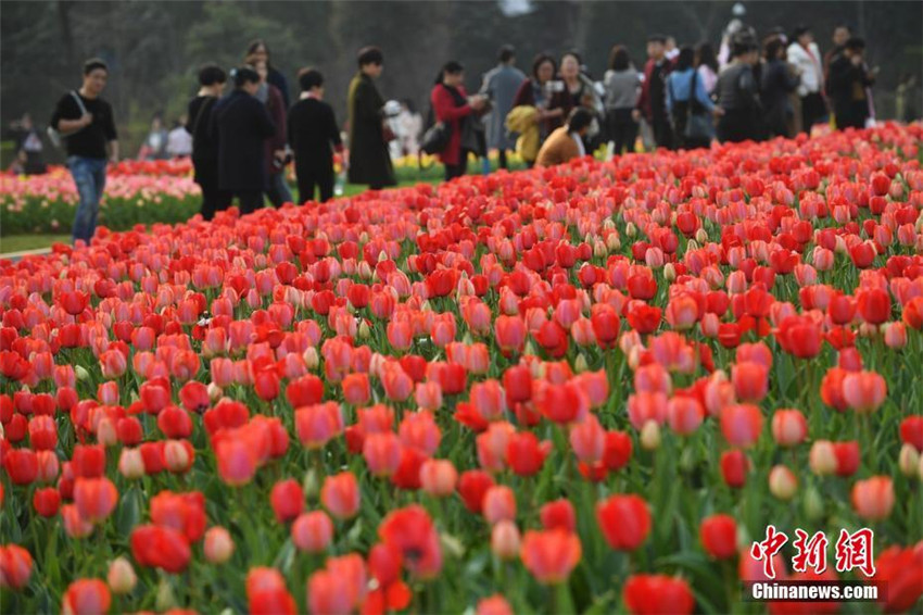 Tulpenmeer in Hunan