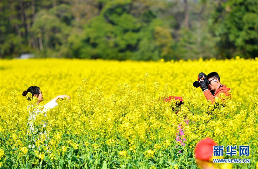 Rapsblüte in Wuyuan