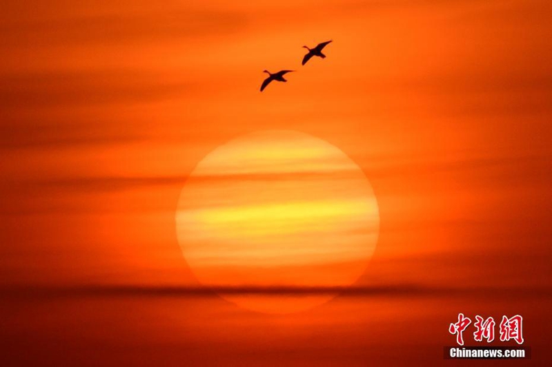 Zehntausende Zugv?gel versammeln sich in Tianjin