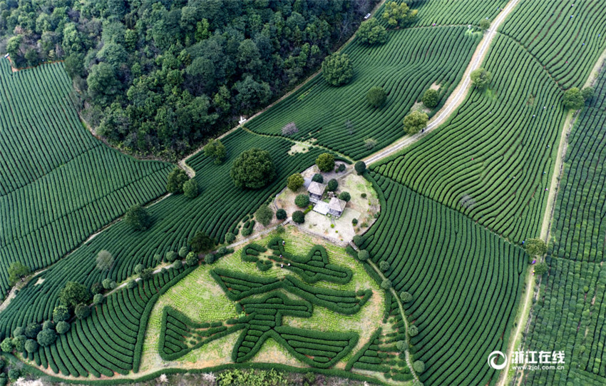 Frühlingsernte des Longjing-Tees beginnt