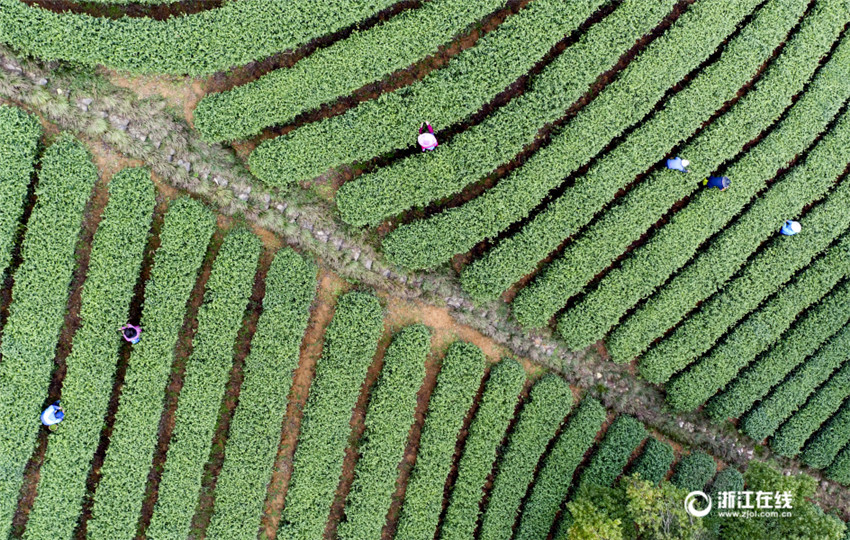 Frühlingsernte des Longjing-Tees beginnt