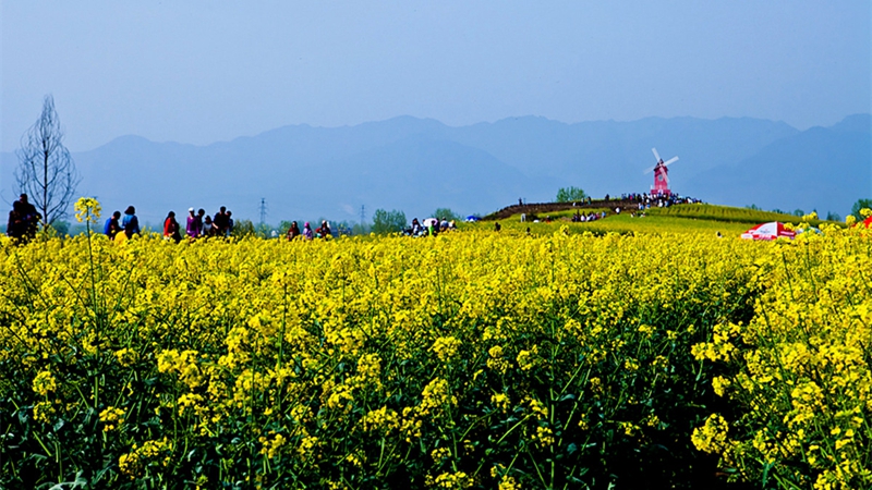 Tourismus- und Kulturfest vom sch?nsten Rapsblütenmeer Chinas 2017 er?ffnet Ende M?rz