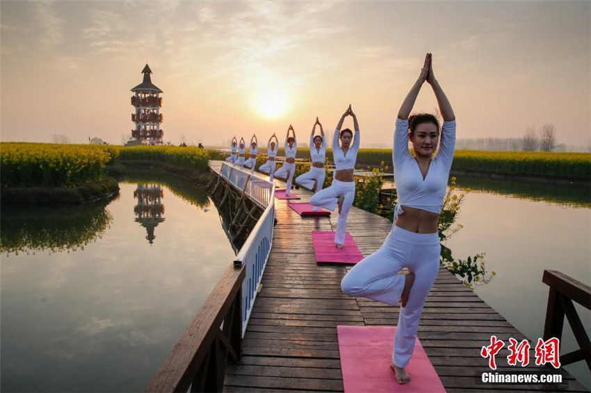 Yoga im Rapsblütenmeer