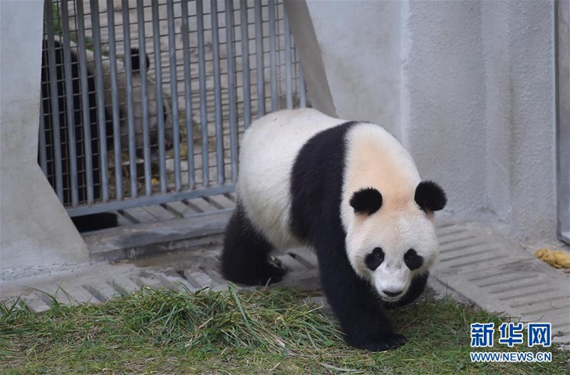 Xingya und Wuwen reisen in die Niederlande