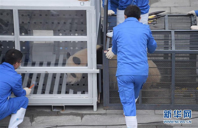 Xingya und Wuwen reisen in die Niederlande