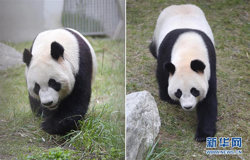 Xingya und Wuwen reisen in die Niederlande