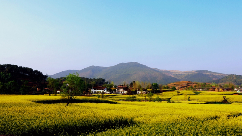 Chinas sch?nstes Rapsblütenmeer – Tourismus- und Kulturfest in Hanzhong im M?rz er?ffnet