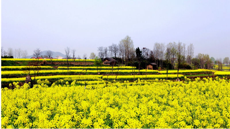 Chinas sch?nstes Rapsblütenmeer – Tourismus- und Kulturfest in Hanzhong im M?rz er?ffnet