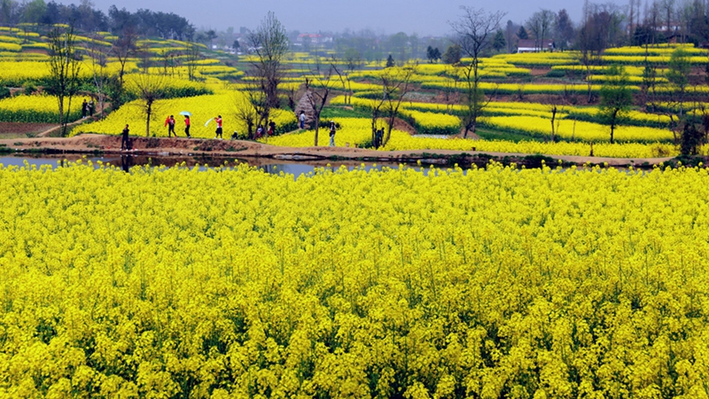 Chinas sch?nstes Rapsblütenmeer – Tourismus- und Kulturfest in Hanzhong im M?rz er?ffnet