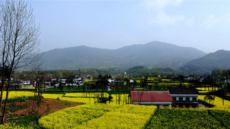 Chinas sch?nstes Rapsblütenmeer – Tourismus- und Kulturfest in Hanzhong im M?rz er?ffnet