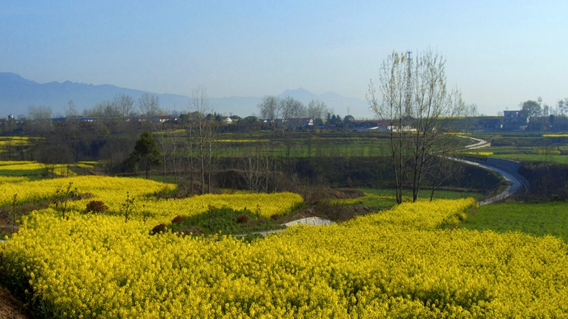 Chinas sch?nstes Rapsblütenmeer – Tourismus- und Kulturfest in Hanzhong im M?rz er?ffnet