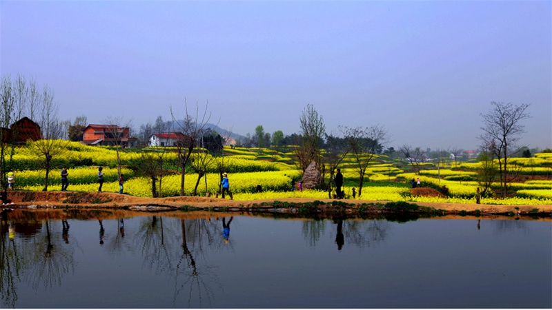 Chinas sch?nstes Rapsblütenmeer – Tourismus- und Kulturfest in Hanzhong im M?rz er?ffnet