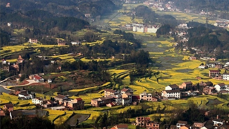 Chinas sch?nstes Rapsblütenmeer – Tourismus- und Kulturfest in Hanzhong im M?rz er?ffnet