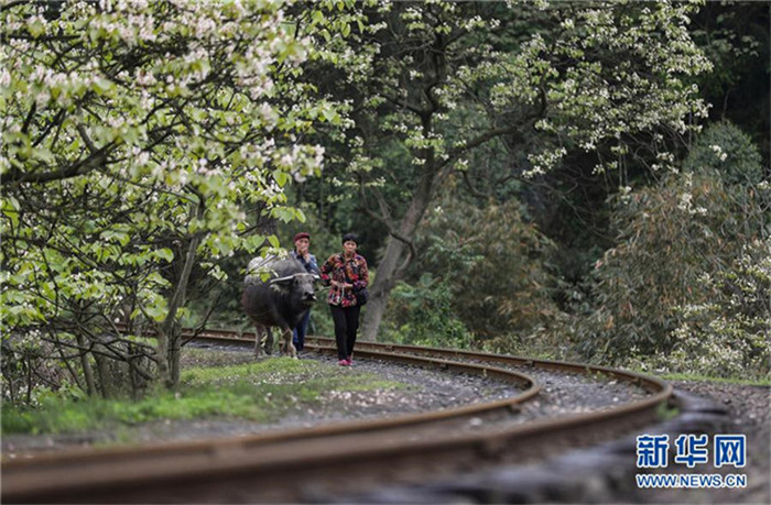 Dampfkraft und Blumenduft – Alte Schmalspurbahn in Sichuan