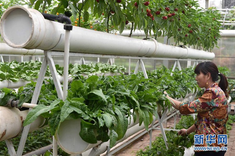 18. Internationale Chinesische Gemüse-Technikmesse er?ffnet