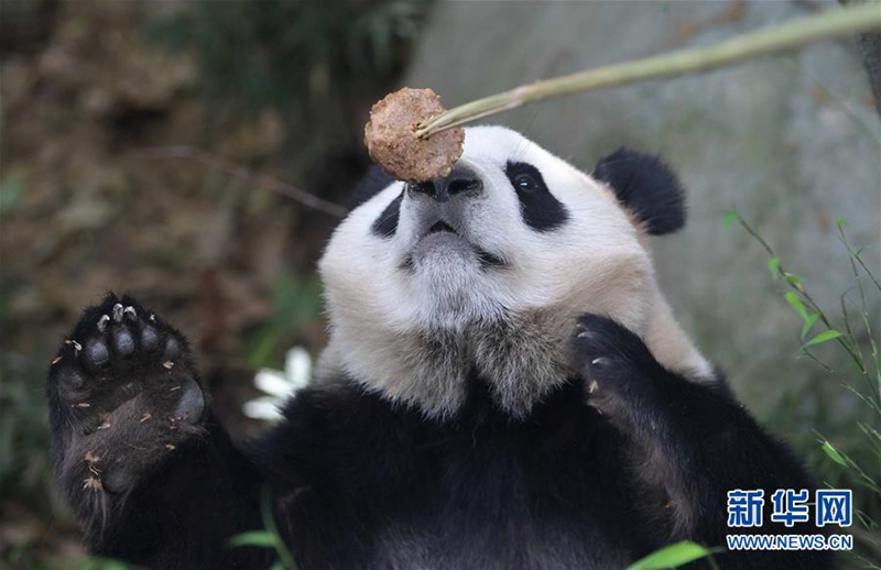 Chinas Pandab?ren ?Hexing“ und ?Maoer“ werden nach D?nemark reisen 