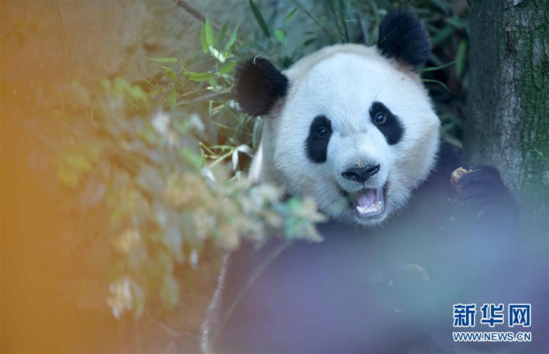 Chinas Pandab?ren ?Hexing“ und ?Maoer“ werden nach D?nemark reisen 