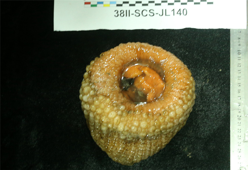 Bemanntes Tauchboot ?Jiaolong“ erkundet das Südchinesische Meer