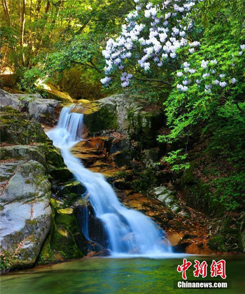 Azaleenblüte in Sichuan