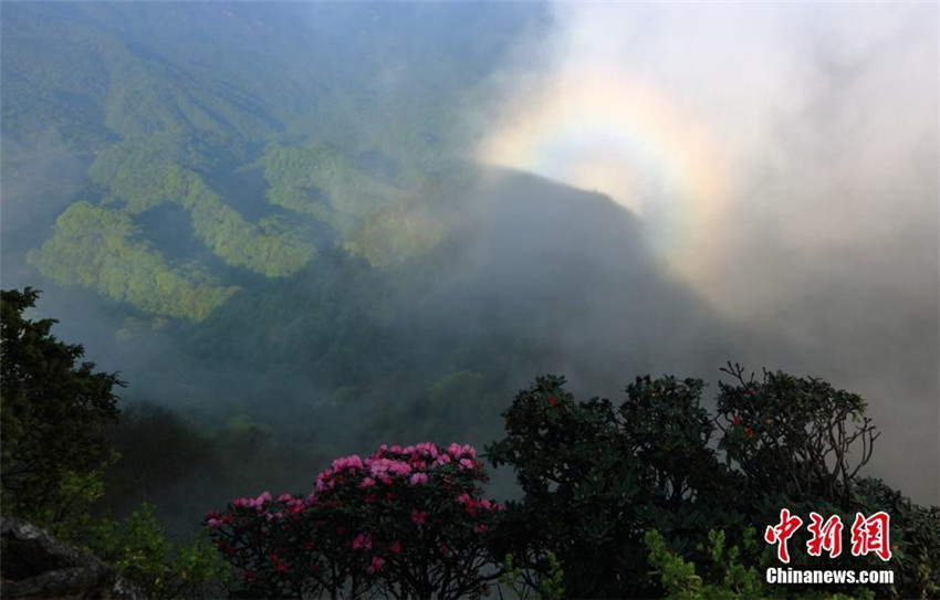 Azaleenblüte in Sichuan