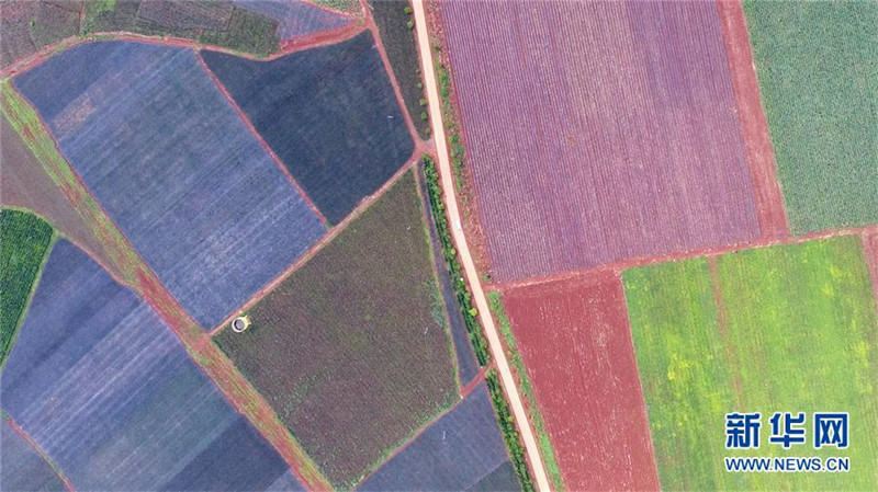 ?Ananas-Meer“ in Guangdong