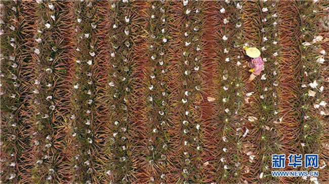 ?Ananas-Meer“ in Guangdong