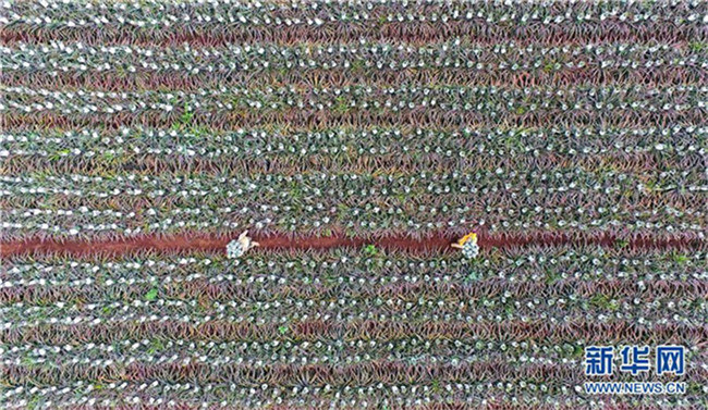 ?Ananas-Meer“ in Guangdong