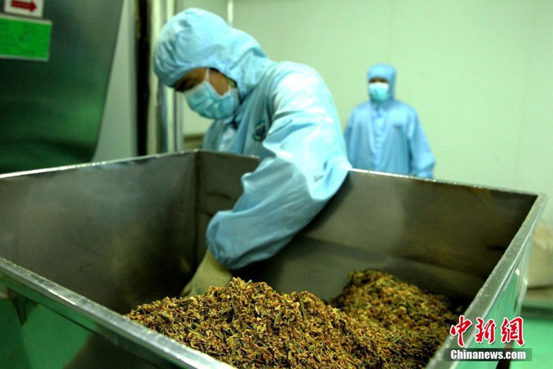 Chinas gr??tes Fertigungslabor für Tibetische Medizin in Qinghai 