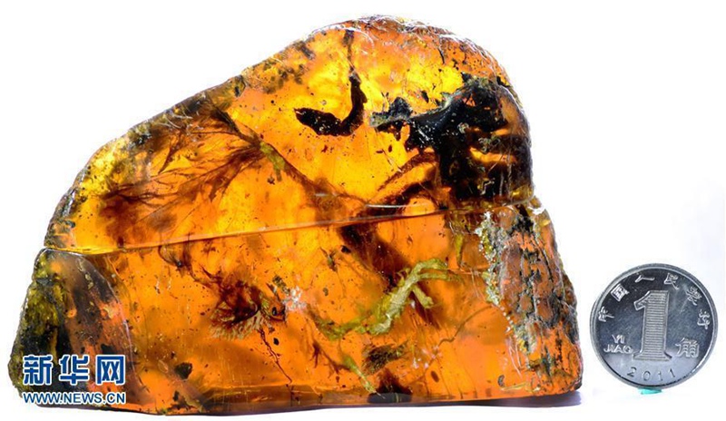 Forscher entdecken in Bernstein konservierten Jungvogel