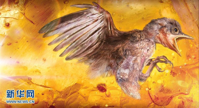 Forscher entdecken in Bernstein konservierten Jungvogel