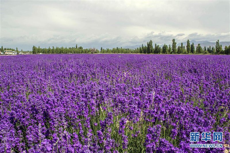 7. Internationales Lavendel-Tourismusfest in Ili er?ffnet